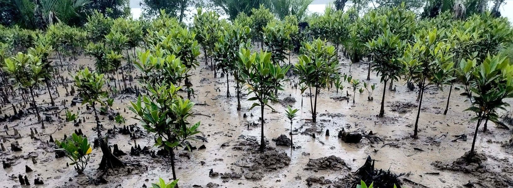 Myanmar Mangrove Reforestation