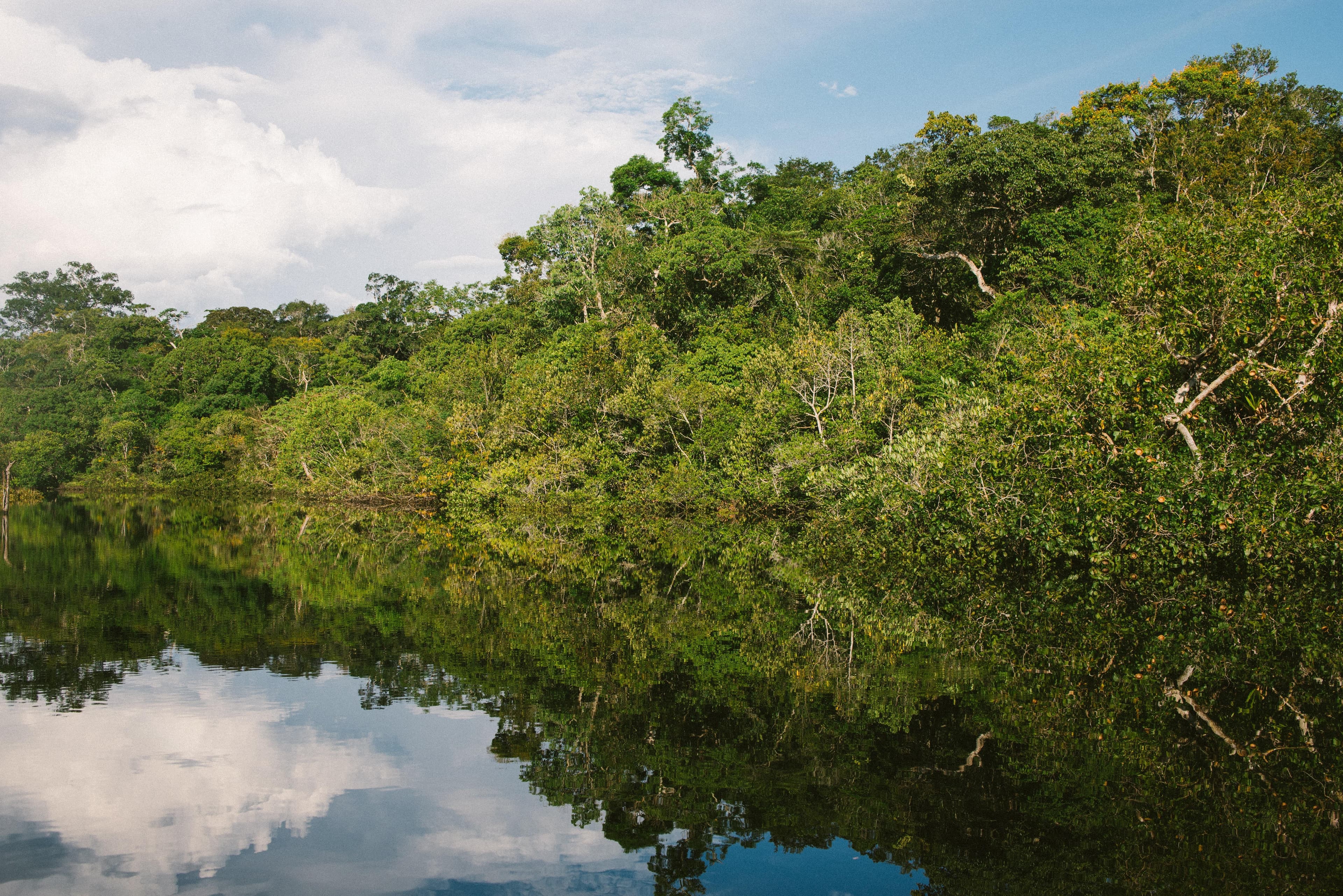 Aerial view of the Amazon rainforest at the Pacajai REDD+ project in Para, Brazil